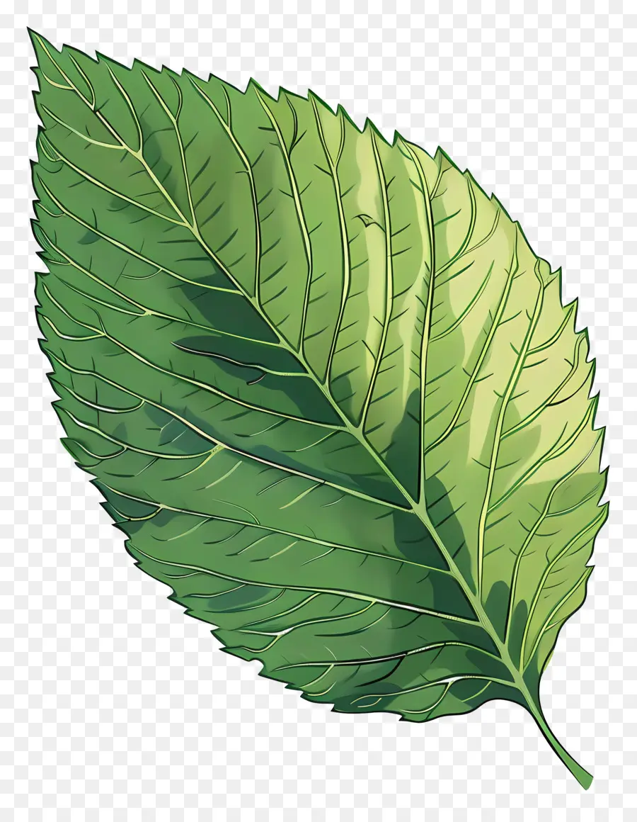Elm Leaf，Folha Verde PNG