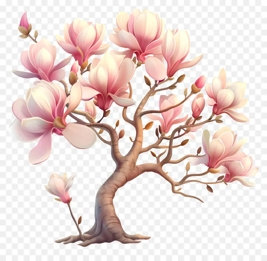 Magnólia，Flores Rosa Branco PNG