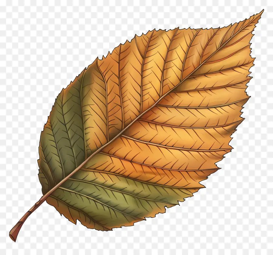 Elm Leaf，Folha PNG