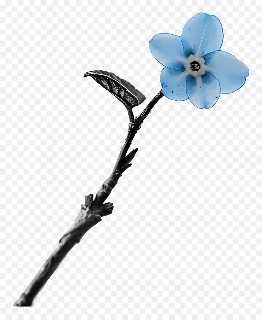 Flor Azul，Pequena Flor Azul PNG