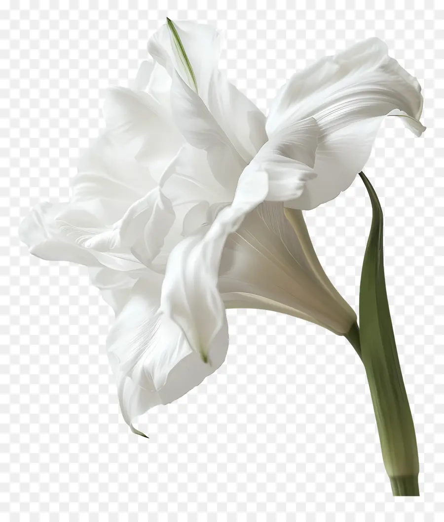 Funeral，Flor Branca PNG