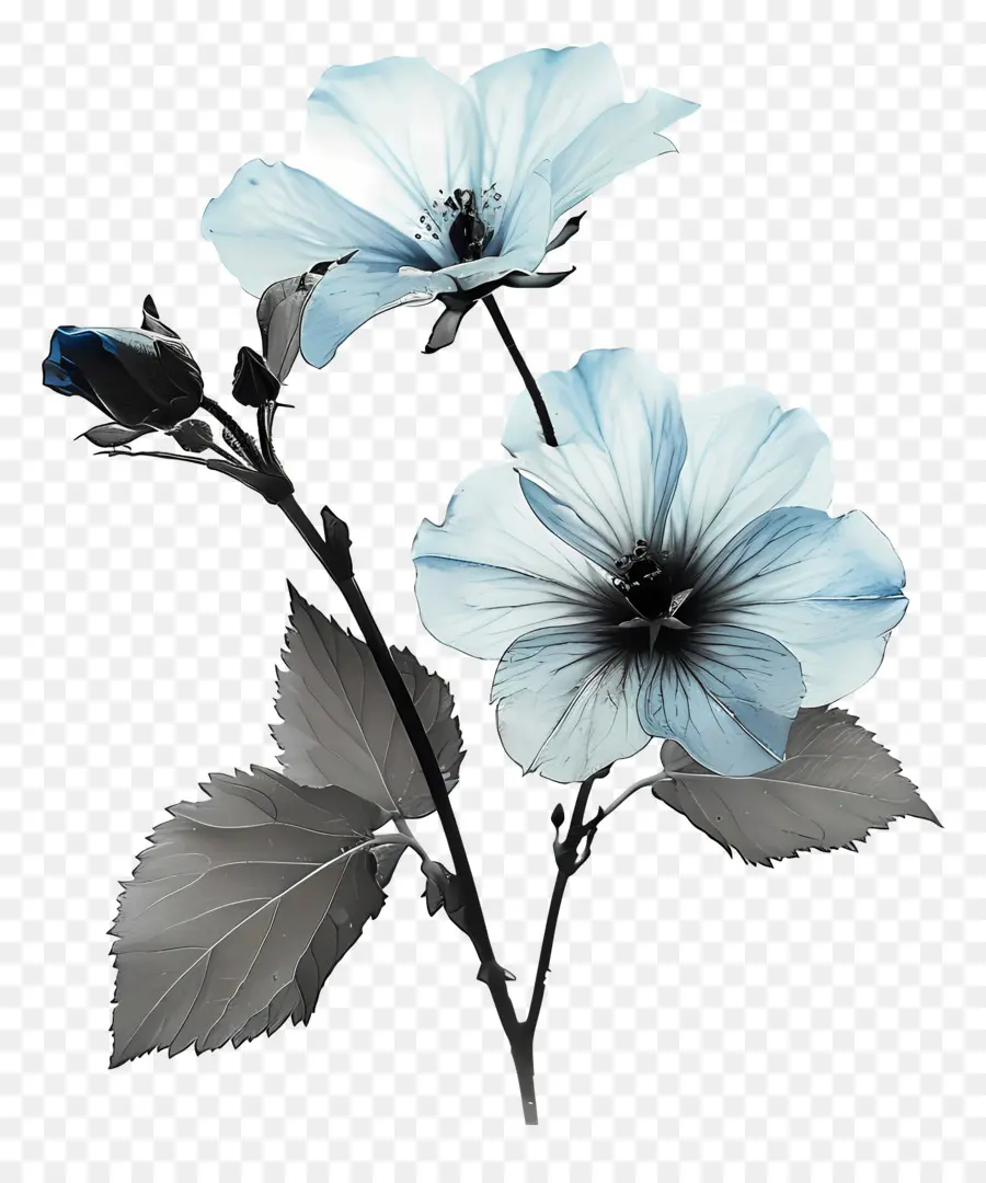Flor Azul，Flores PNG