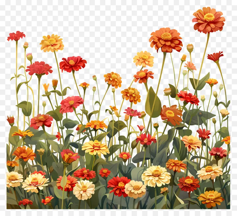 Fundo De Campo De Zinnia，Campo De Flores PNG