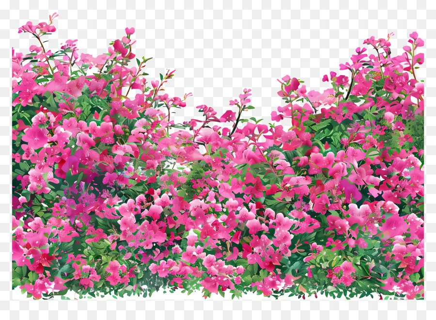 Azalea Fundo De Campo，Flores Cor De Rosa PNG