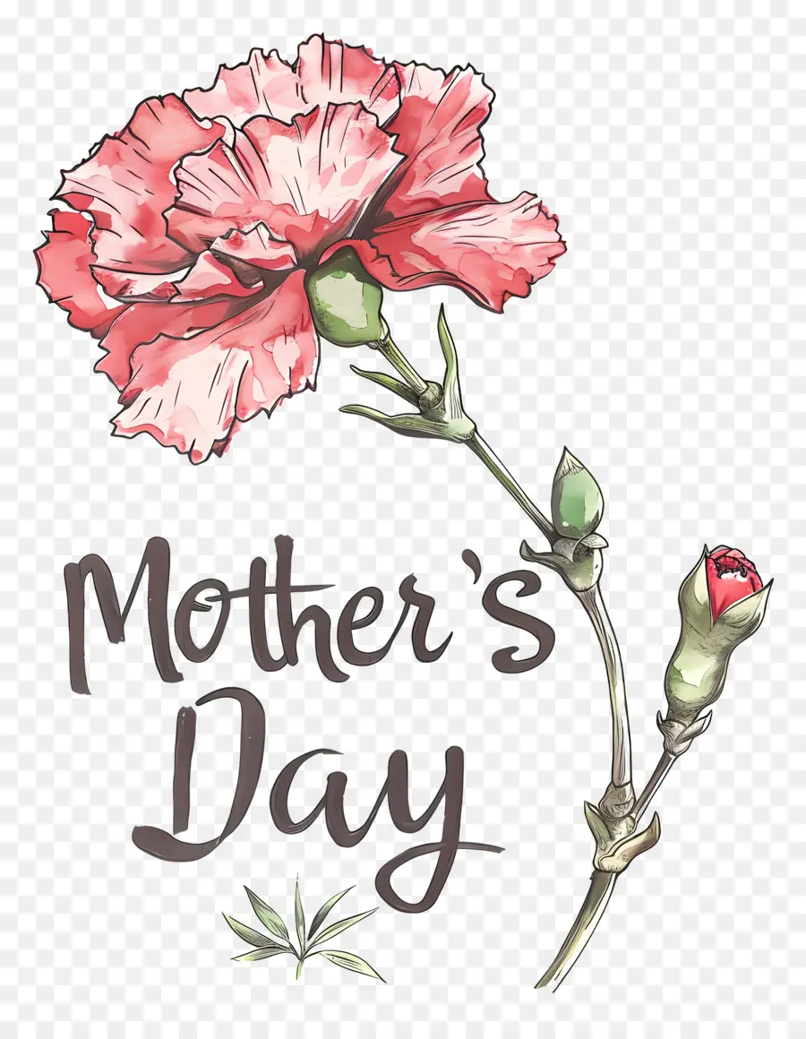 Dia Das Mães，Cravo Rosa PNG