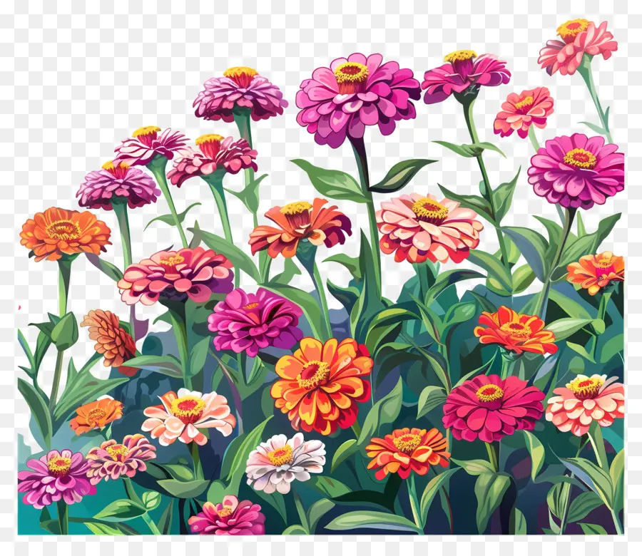 Fundo Do Campo Zinnia，Flores Coloridas PNG