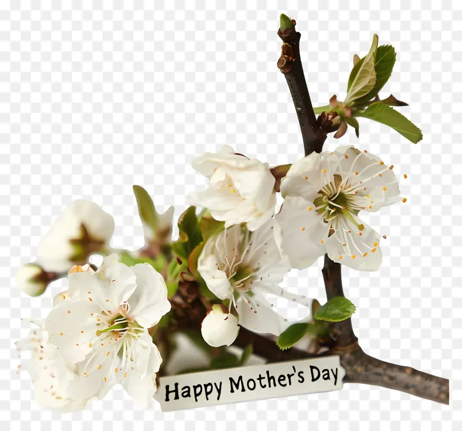 Feliz Dia Das Mães，Flor Branca PNG