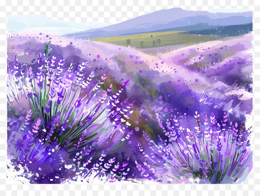 Fundo De Campo De Lavanda，Campos De Lavanda PNG