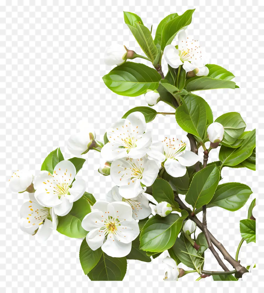 Feliz Dia Das Mães，Flores Brancas PNG