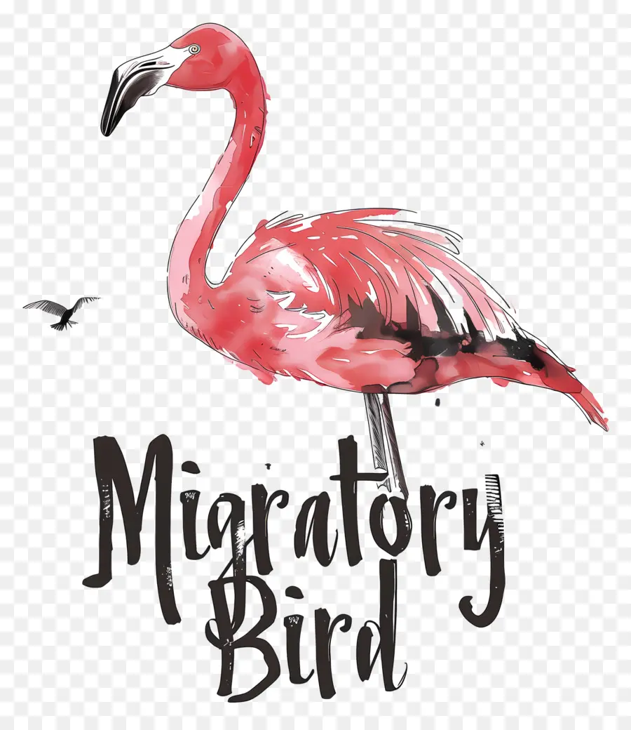 World Migratory Bird Day，Flamingo PNG