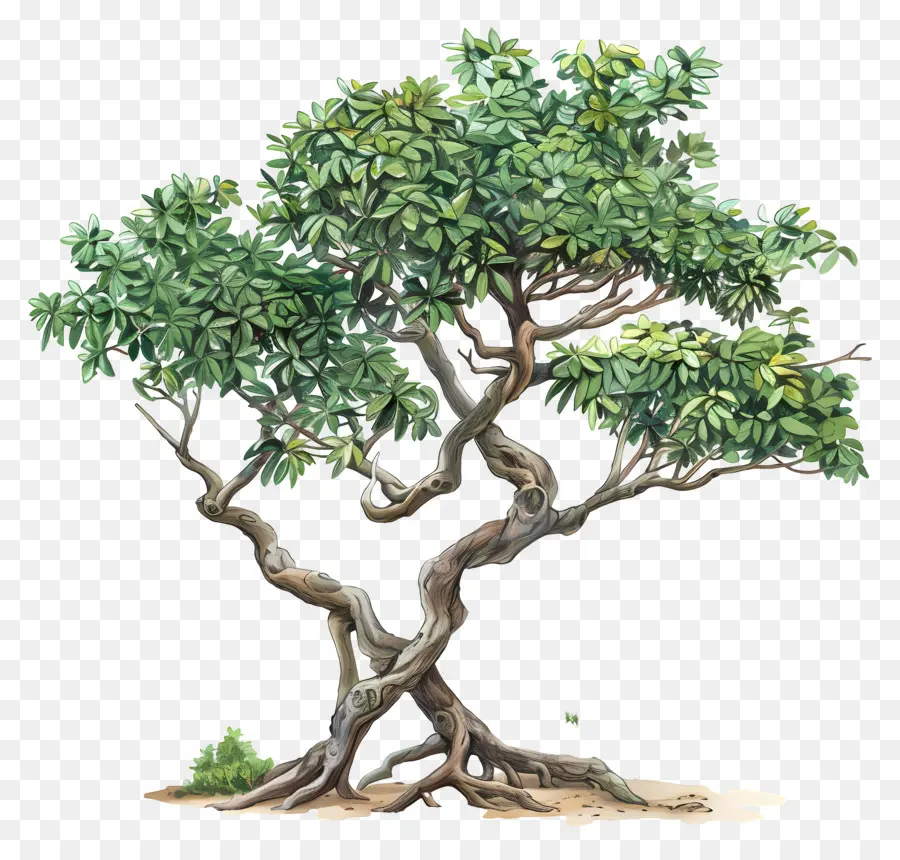 Árvore De Sândalo，árvore De Banyan PNG