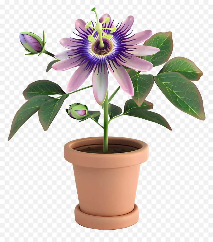 A Flor Da Paixão，Planta De Vaso PNG