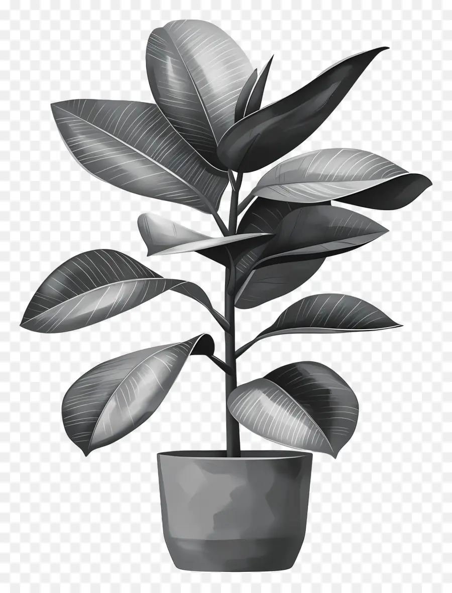 árvore De Borracha，Planta De Vaso PNG