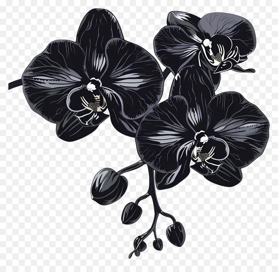 Orquídeas Negras，Orquídea Flores PNG