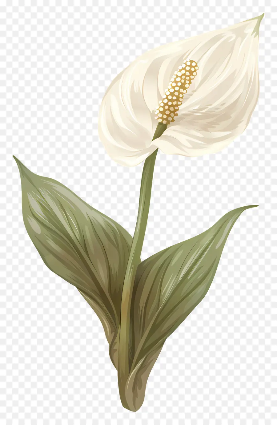 Lily De Paz única，Lírio De Calla PNG