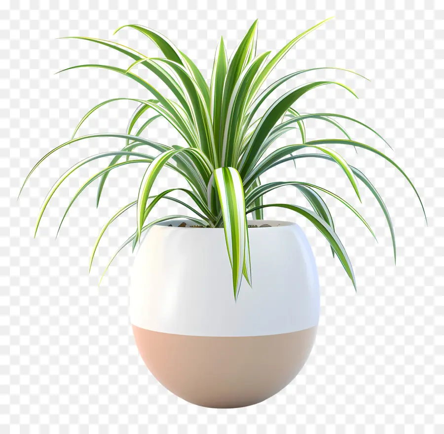 Planta Em Vasos De Aranha，Planta PNG