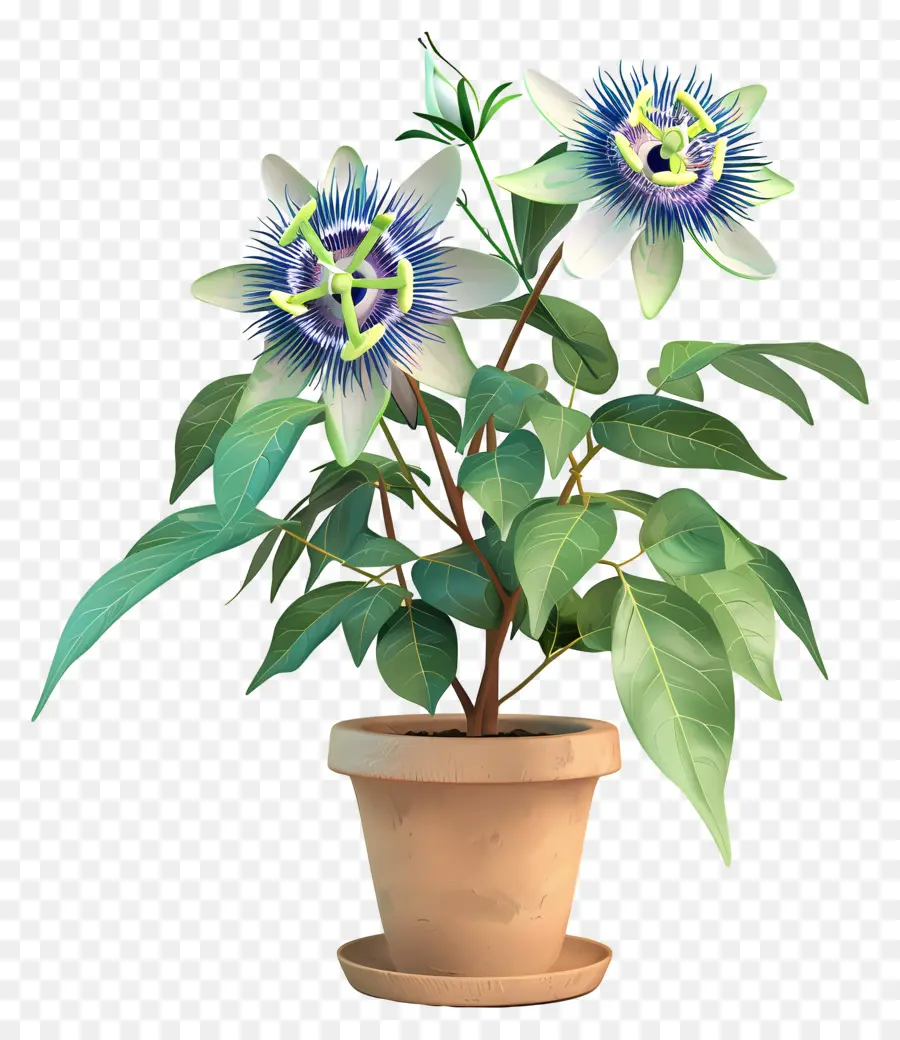 A Flor Da Paixão，Blue Passion Flower PNG