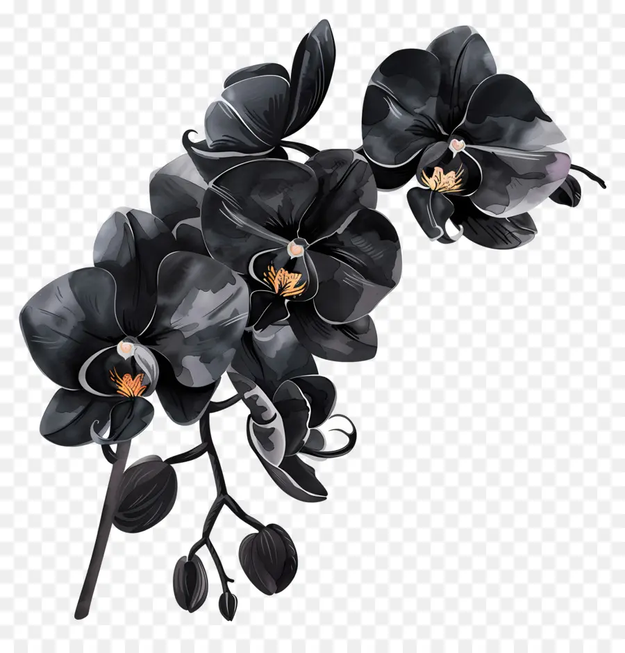 Orquídeas Negras，Orquídea Negra PNG