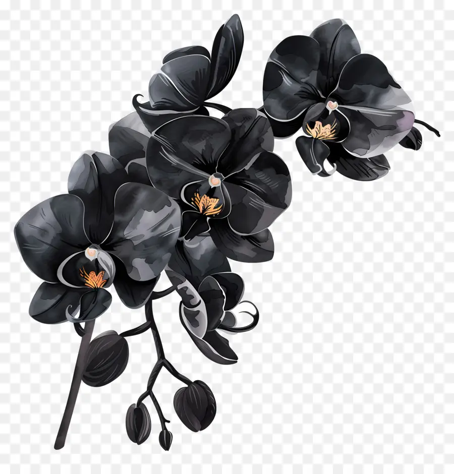 Orquídeas Negras，Plantar PNG