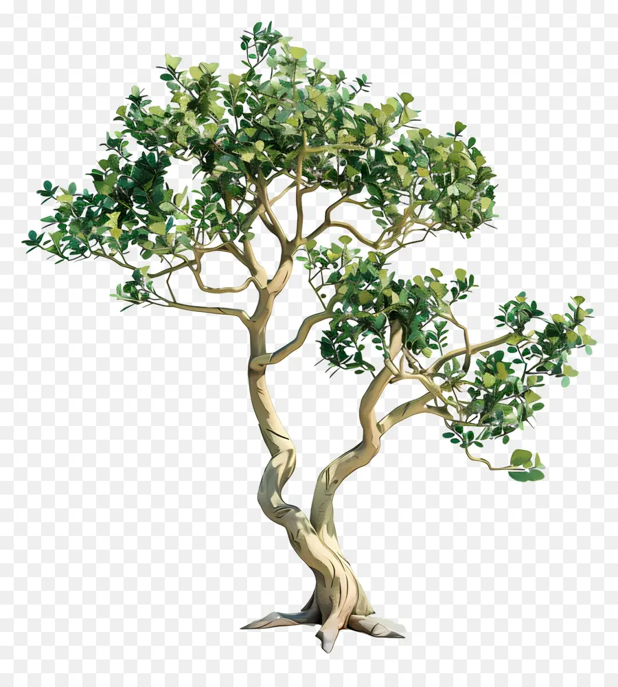 Árvore De Sândalo，Uma árvore Bonsai PNG