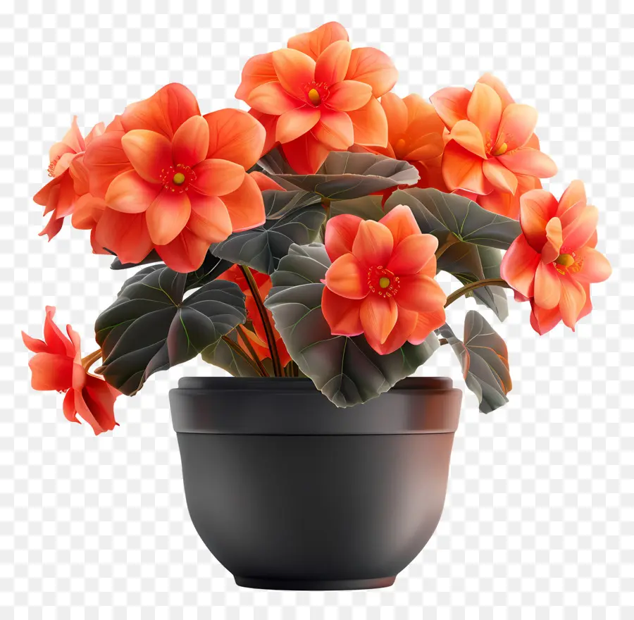 Flor De Begonias Em Vasos，Planta De Flores Com Brilho Laranja PNG