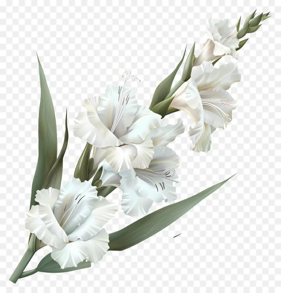 Gladioli Branco，Flores Brancas PNG