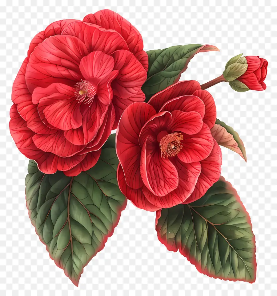 Begônia Flores，Flores De Hibisco PNG