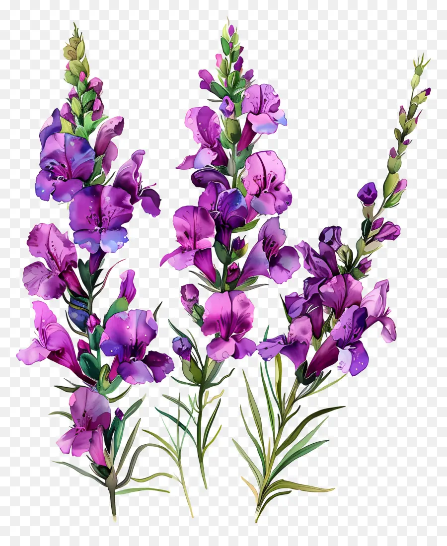 Flores De Snapdragons Roxos，Lupinas PNG