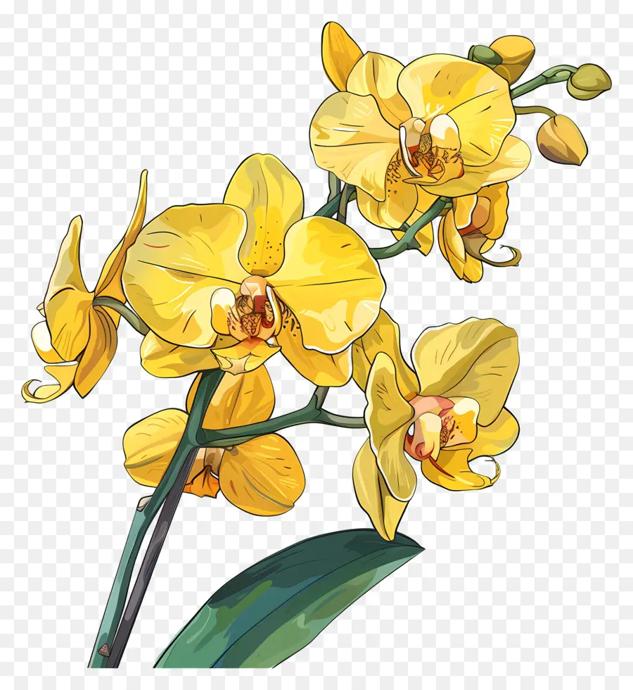 Orquídeas Amarelas，Orquídea Amarela PNG