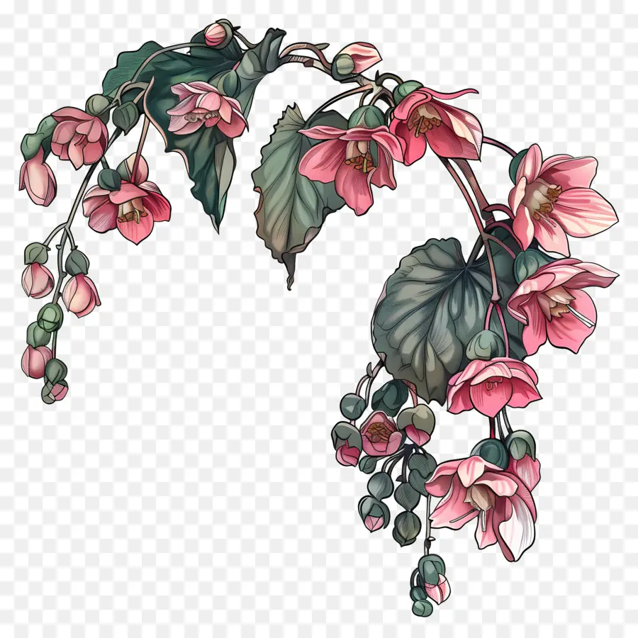 Begonias，Flores Cor De Rosa PNG