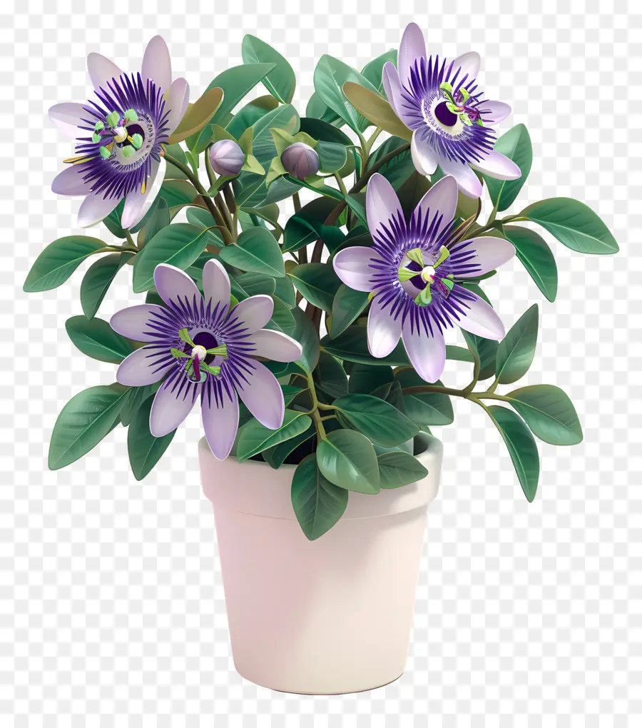 A Flor Da Paixão，Planta De Vaso PNG