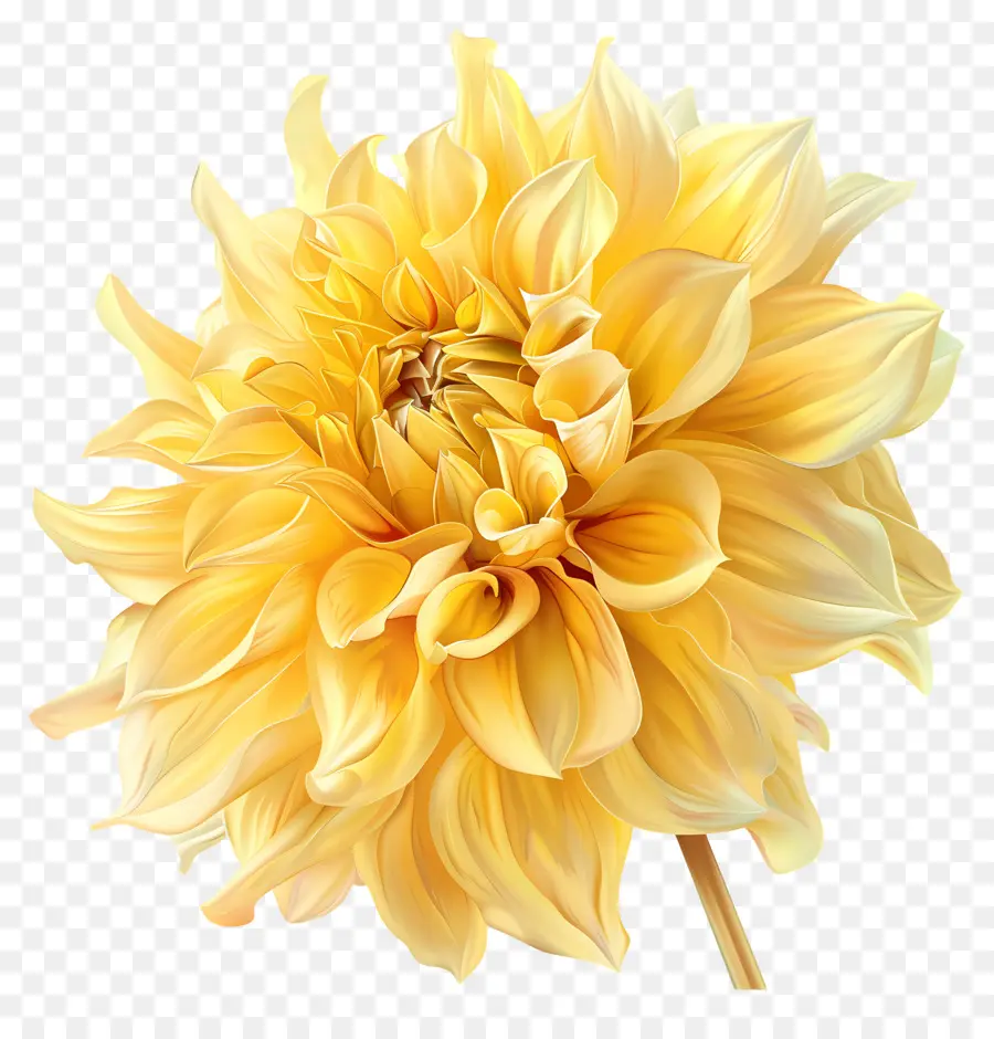 Flor Da Dahlia Amarelo，Narciso PNG