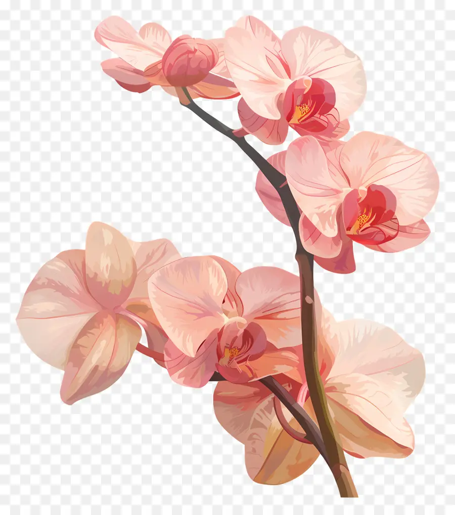 Orquídeas，Orquídeas Rosa PNG