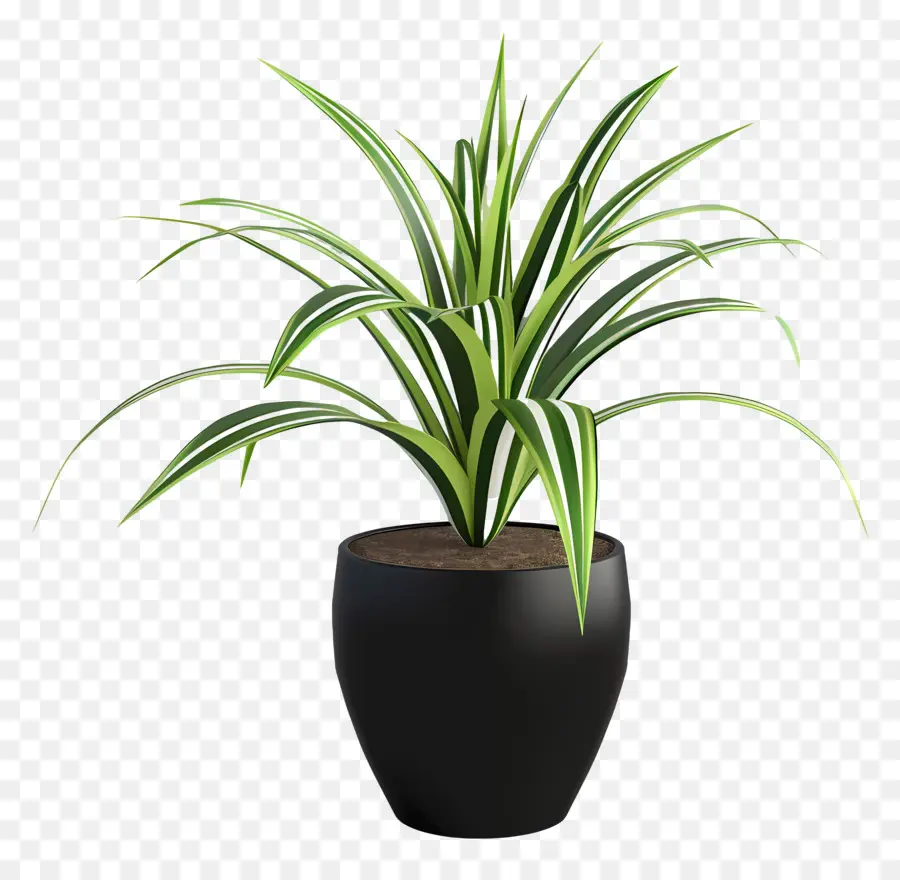 Planta Em Vasos De Aranha，Planta Interna PNG