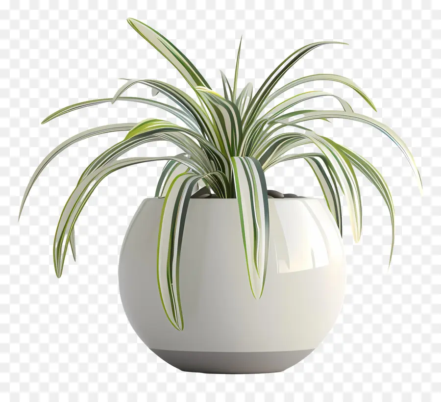 Planta Em Vasos De Aranha，Pote De Cerâmica Branca PNG