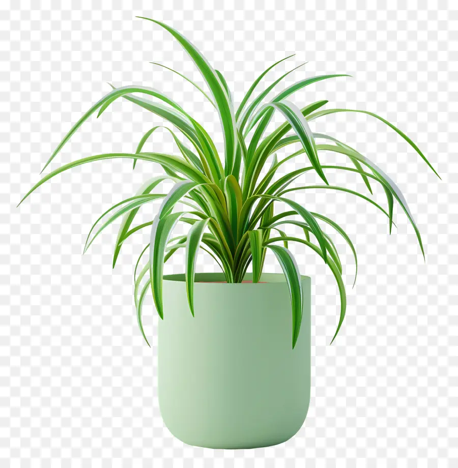 Planta Aranha Em Vaso，Planta Em Vaso PNG