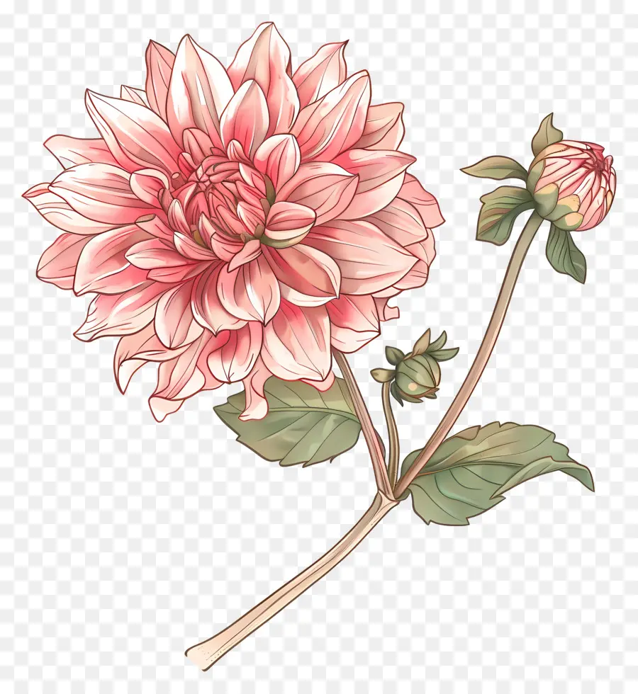 Flor Dahlia，Pétalas Cor De Rosa PNG