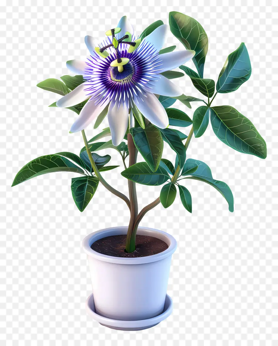 A Flor Da Paixão，Flor PNG