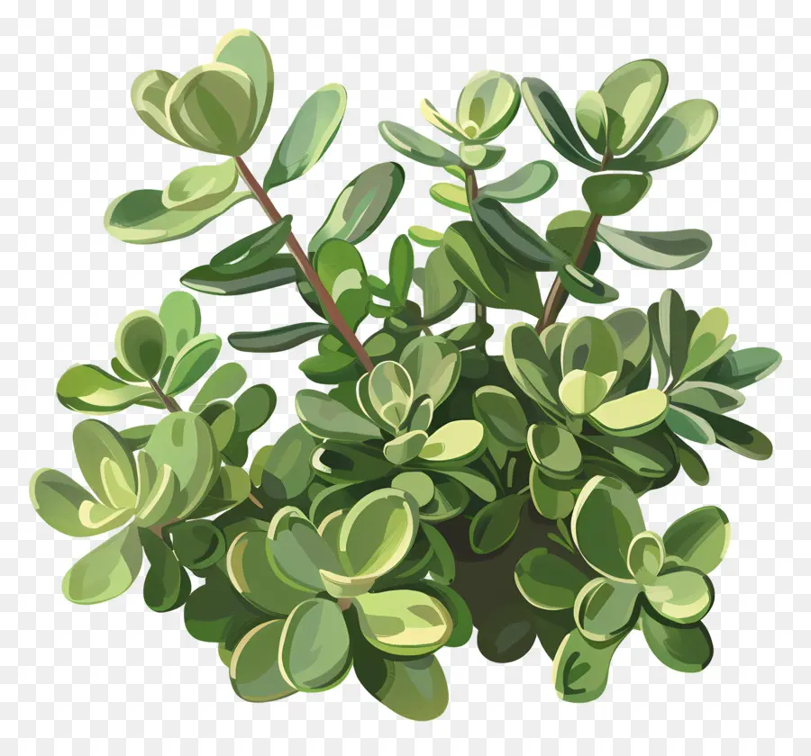 Jade Planta，Folhas Verdes PNG