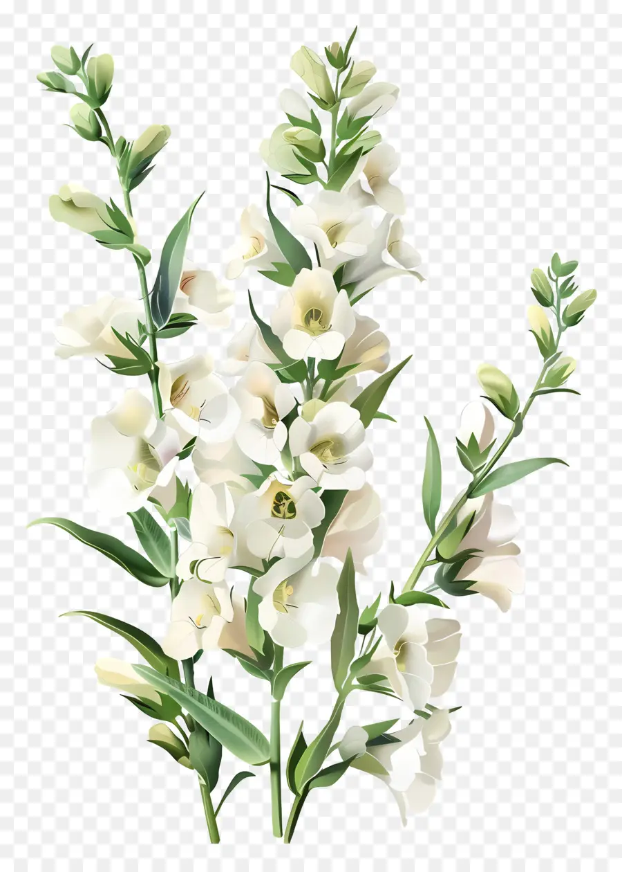 Flores Brancas De Snapdragons，Flor Branca PNG