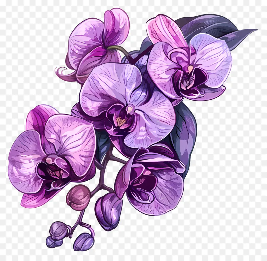 Roxo Orquídeas，Cor De Rosa Orquídea PNG
