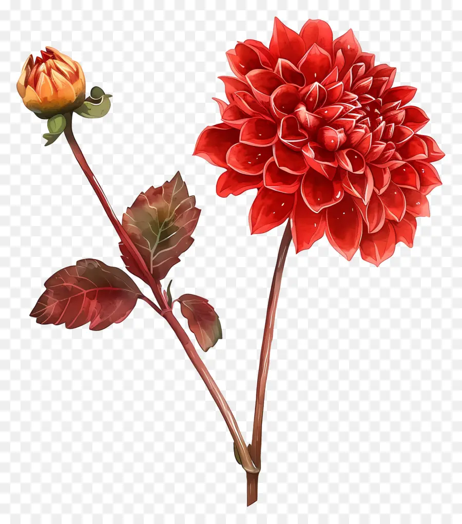 Flor Dahlia，Dahlia PNG