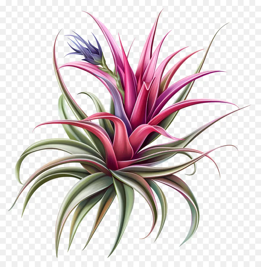 Planta Aérea De Tillandsia，Fábrica De Ar PNG