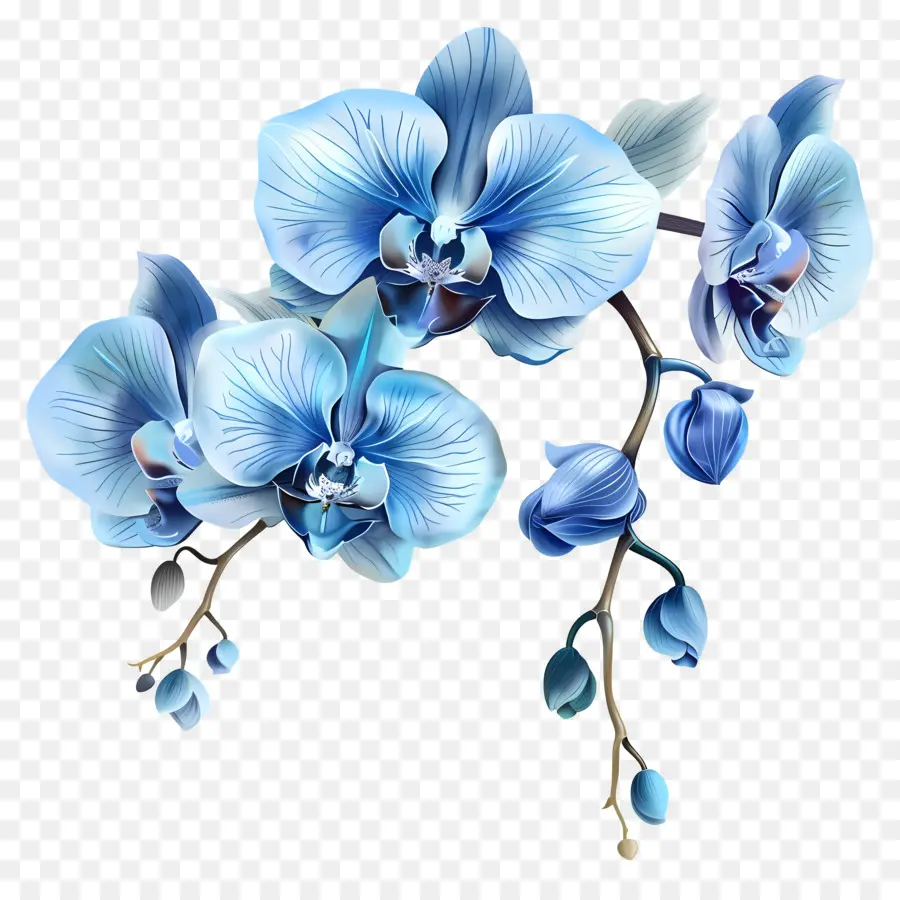Orquídeas Azuis，Flores Brancas PNG