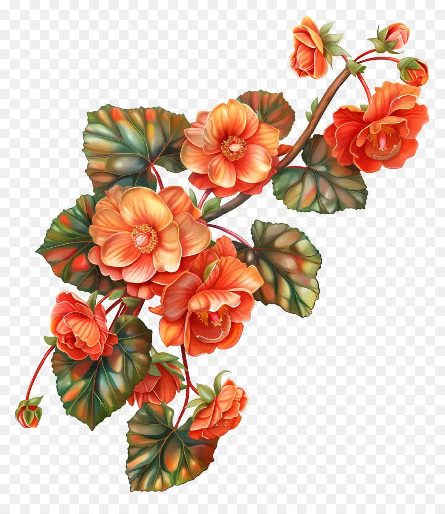 Flor De Begonias，Galho De Floração PNG