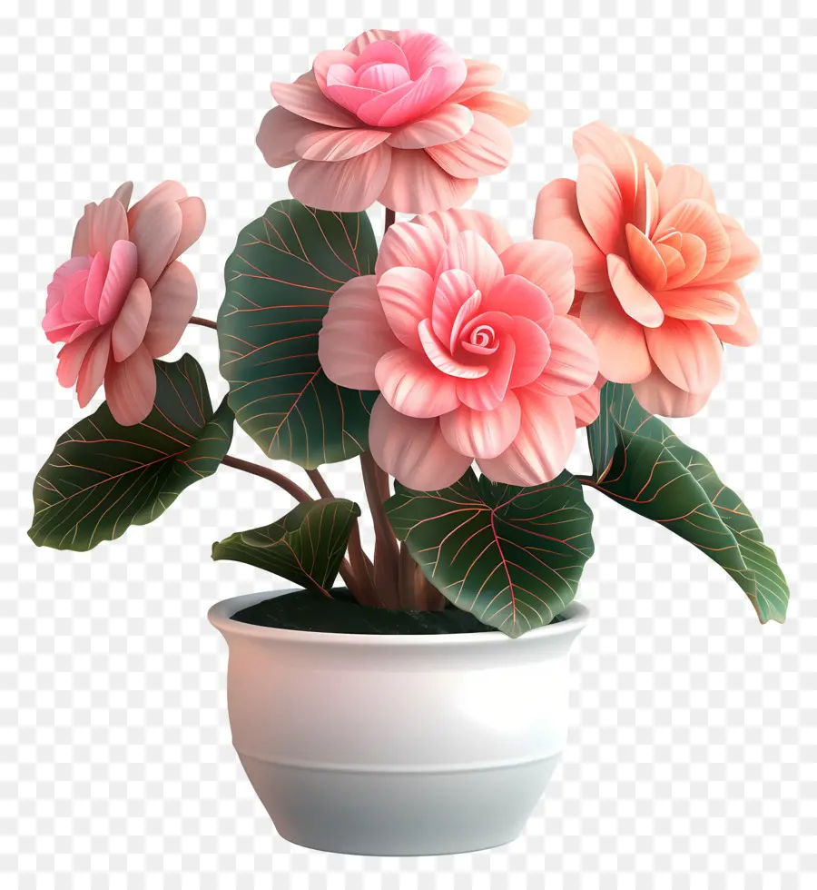 Flor De Begonias Em Vasos，Echeasia Rosa PNG