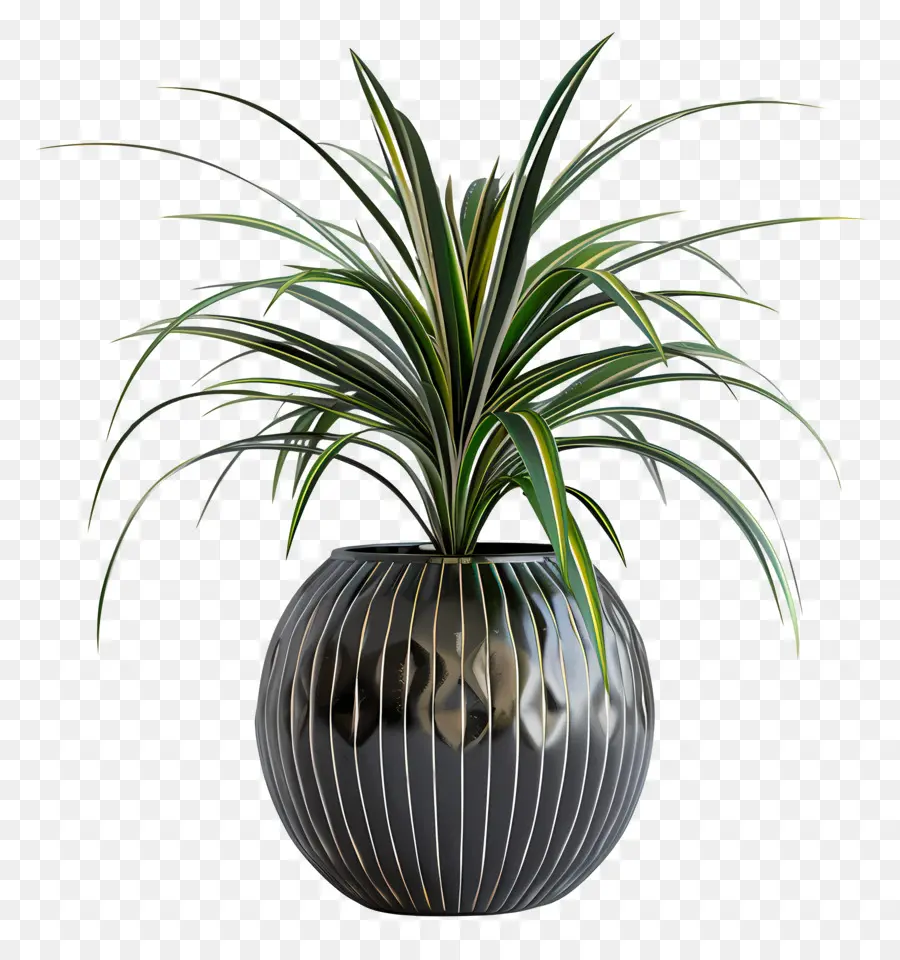 Planta Em Vasos De Aranha，Negro Vaso PNG