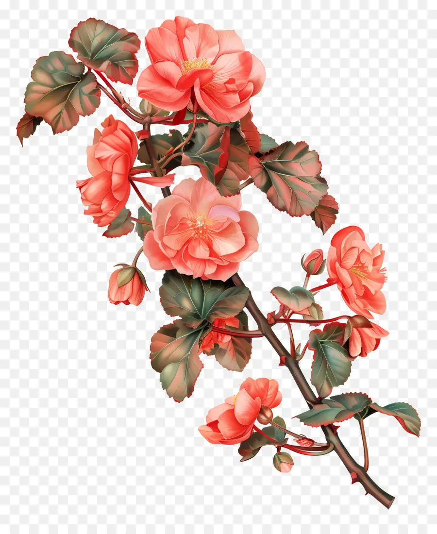 Begonias，Floral Ramo PNG