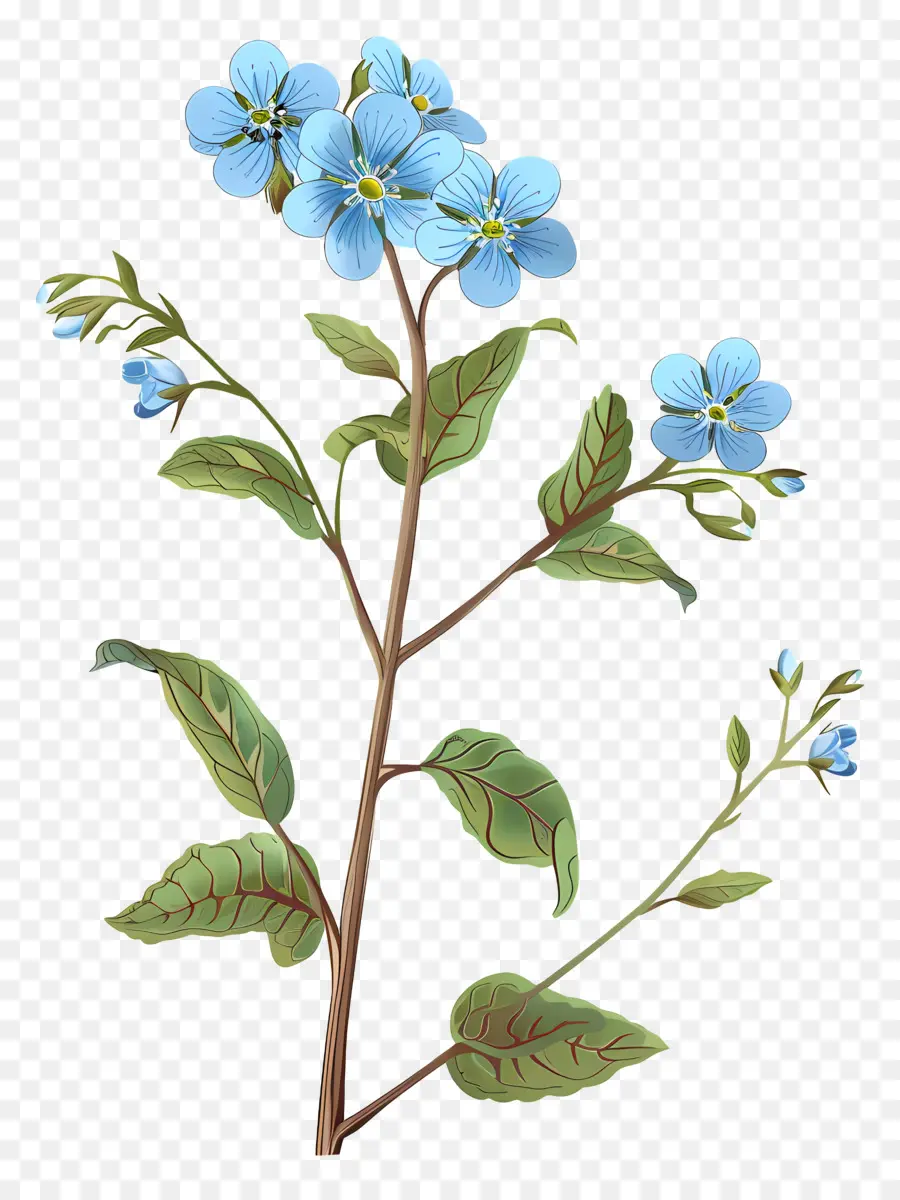 Não Te Esqueças De Mim Flor，Pequena Flor Azul PNG