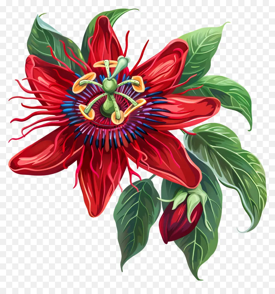 A Flor Da Paixão，Paisley Flor PNG